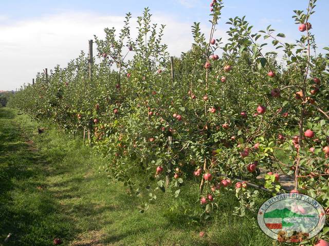 Frutteto di mele annurche  pronte per la raccolta